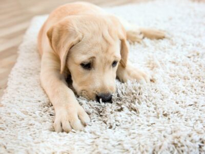 A Labrador smells the carpet, wondering what's lurking in it.