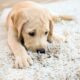 A Labrador smells the carpet, wondering what's lurking in it.
